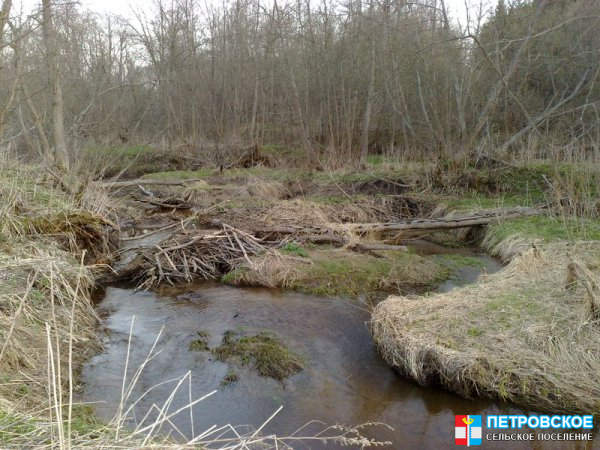 Одна из бобровх плотин